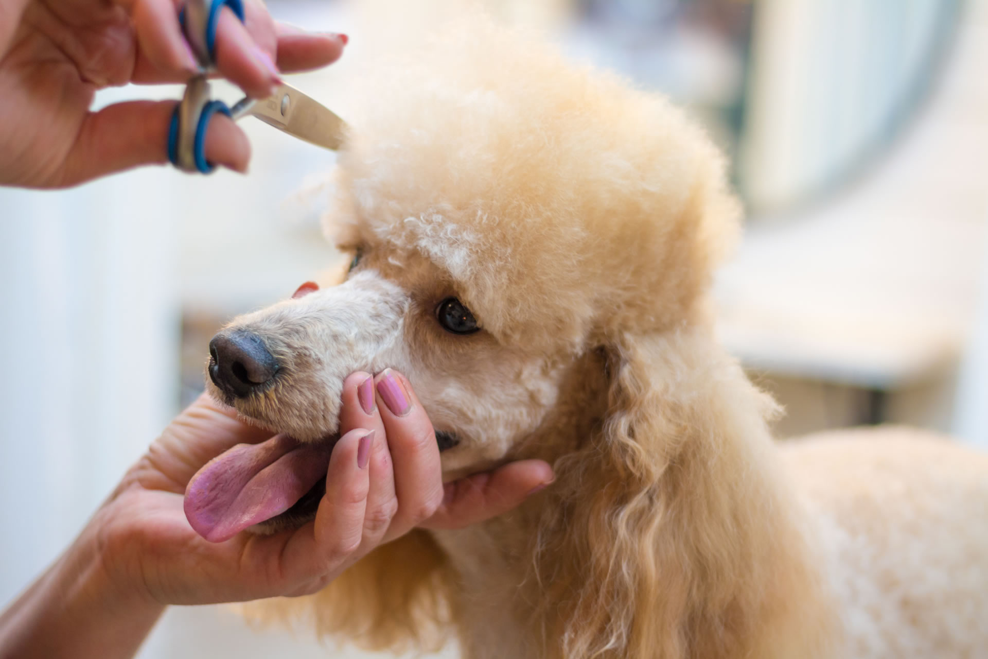 dog grooming sharpening service